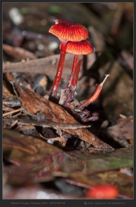 South-Australia-Natureteers-Fungi-Agaricales-Mycenaceae-Cruentomycena-Mycena-viscidocruenta_1