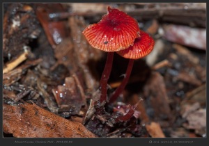 South-Australia-Natureteers-Fungi-Agaricales-Mycenaceae-Cruentomycena-Mycena-viscidocruenta_2