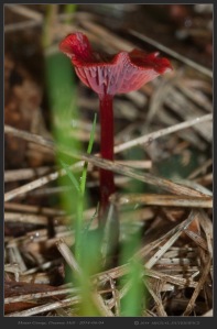 South-Australia-Natureteers-Fungi-Agaricales-Mycenaceae-Cruentomycena-Mycena-viscidocruenta_6