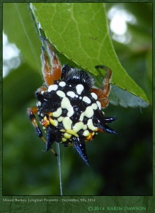 South-Australia-Natureteers-Spider-Araneidae-Austracantha-minax_3