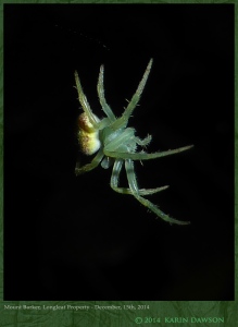 South-Australia-Natureteers-Araneae-Orb-Weaver-Spider-Araneidae-Eriophora-circulissparsus_4