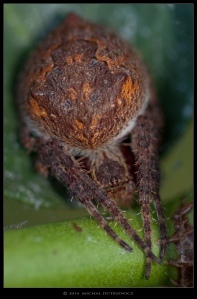 South-Australia-Natureteers-Orb-Weaver-Spider-Araneae-Eriophora-pustulosa_2