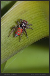 South-Australia-Natureteers-Araneae-Jumping-Spider-Salticidae-Maratus-pavonis_2