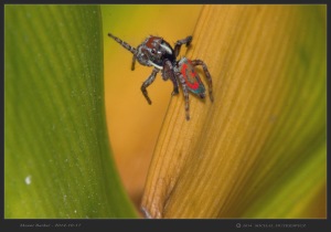 South-Australia-Natureteers-Araneae-Jumping-Spider-Salticidae-Maratus-pavonis_1