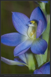 South-Australia-Natureteers-Asparagales-Sun-Orchid-Thelymitra-grandiflora_3
