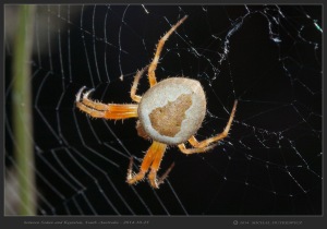 South-Australia-Natureteers-Orb-Weaver-Spider-Araneae-Eriophora-transmarina_3