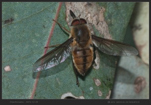 South-Australia-Natureteers-Diptera-Nemestrinidae-Trichophthalma-sp_3