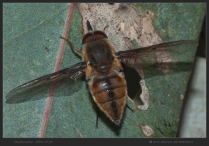 South-Australia-Natureteers-Diptera-Nemestrinidae-Trichophthalma-sp_2