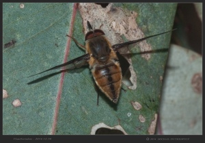 South-Australia-Natureteers-Diptera-Nemestrinidae-Trichophthalma-sp_1