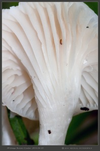 South-Australia-Natureteers-Fungi-Agaricales-Waxcap-Hygrophoraceae-Hygrocybe-virginea_1