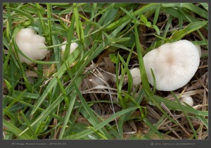 South-Australia-Natureteers-Fungi-Agaricales-Waxcap-Hygrophoraceae-Hygrocybe-virginea_3