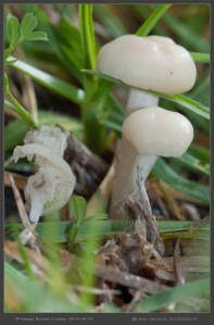 South-Australia-Natureteers-Fungi-Agaricales-Waxcap-Hygrophoraceae-Hygrocybe-virginea_4