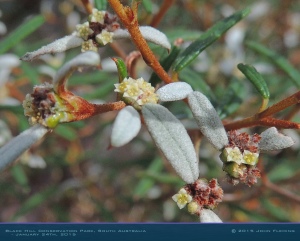 South-Australia-Natureteers-Rosales-Rhamnaceae-Spyridium-vexilliferum_4