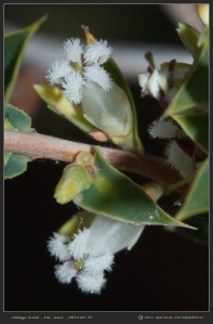 South-Australia-Natureteers-Ericales-Ericaceae-Leucopogon-rufus_1